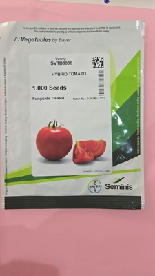 SVTD8036 - HYBRID TOMATO - 1000 SEEDS