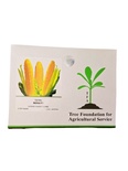 HYBRID SWEET CORN - MERA F1