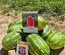 WATERMELON - REGINA F1