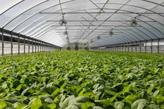 GREEN HOUSES PLASTIC
