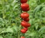 CORA TOMATO