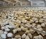 POULTRY SYSTEM