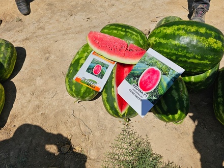WATERMELON - REGINA F1