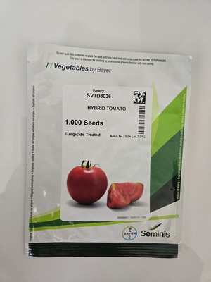 SVTD8036 - HYBRID TOMATO - 1000 SEEDS