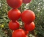 BRIVIO - HYPRID TOMATO 5000 SEEDS