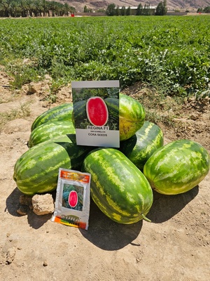 WATERMELON - REGINA F1