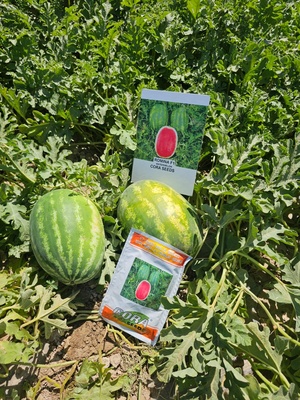 ROMINA F1 - WATER MELON