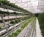 HYDROPONIC