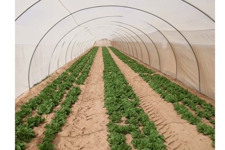 GREEN HOUSES PLASTIC