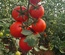 SV3725TH - HYPRID TOMATO - 1000 SEEDS