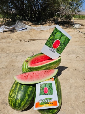 ROMINA F1 - WATER MELON
