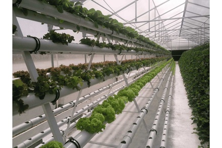 HYDROPONIC