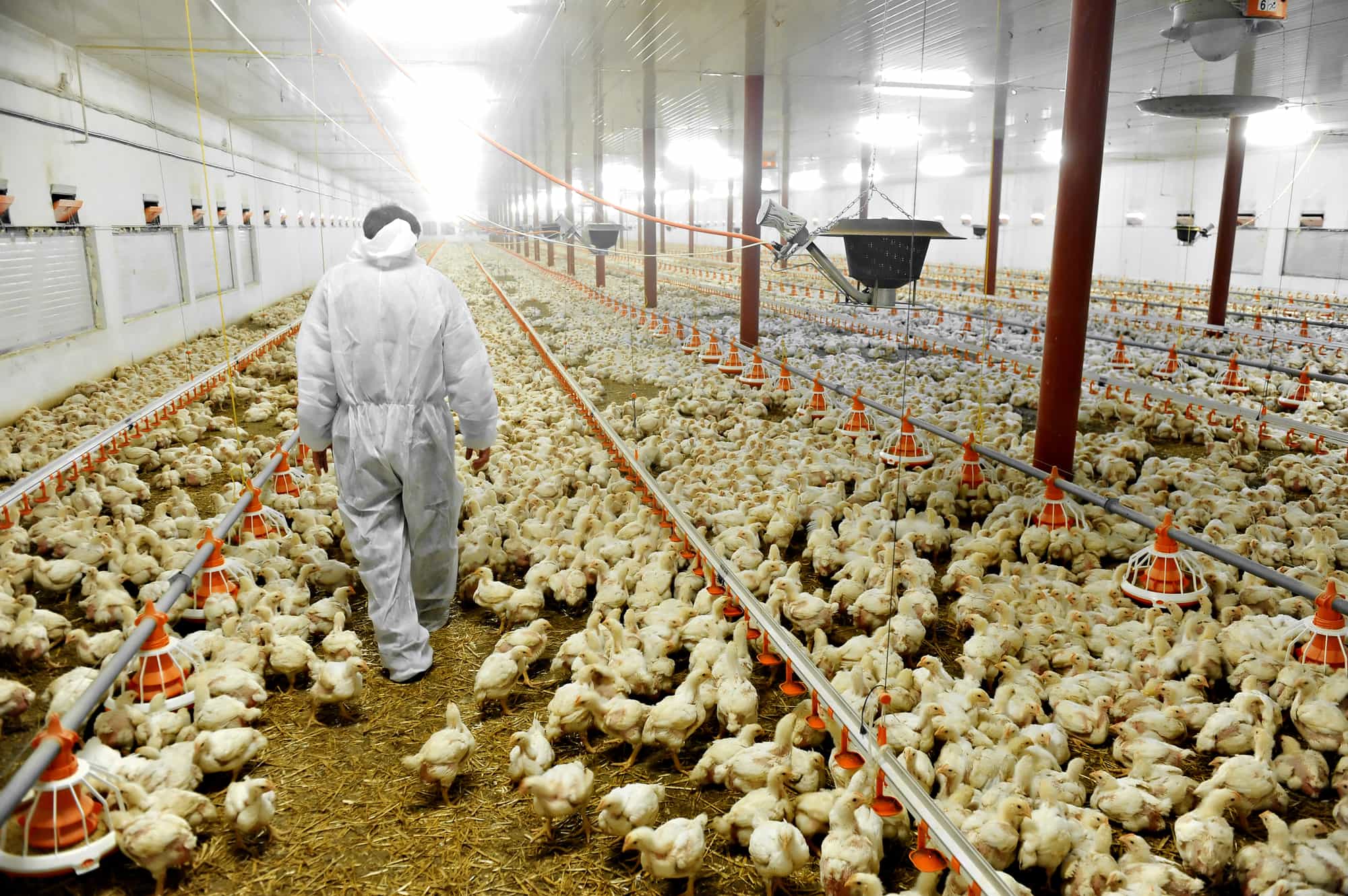 POULTRY BARNS